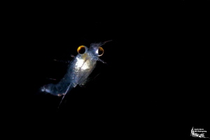 Hemimysis anomala :-D by Daniel Strub 